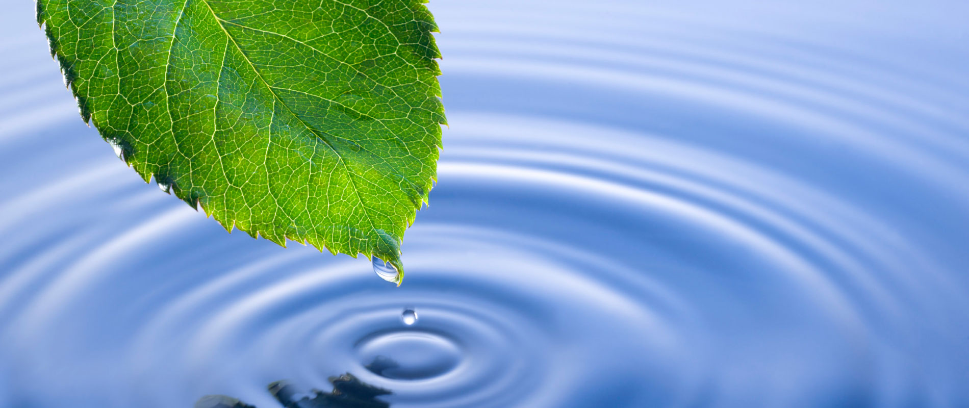 leaf with water droplet
